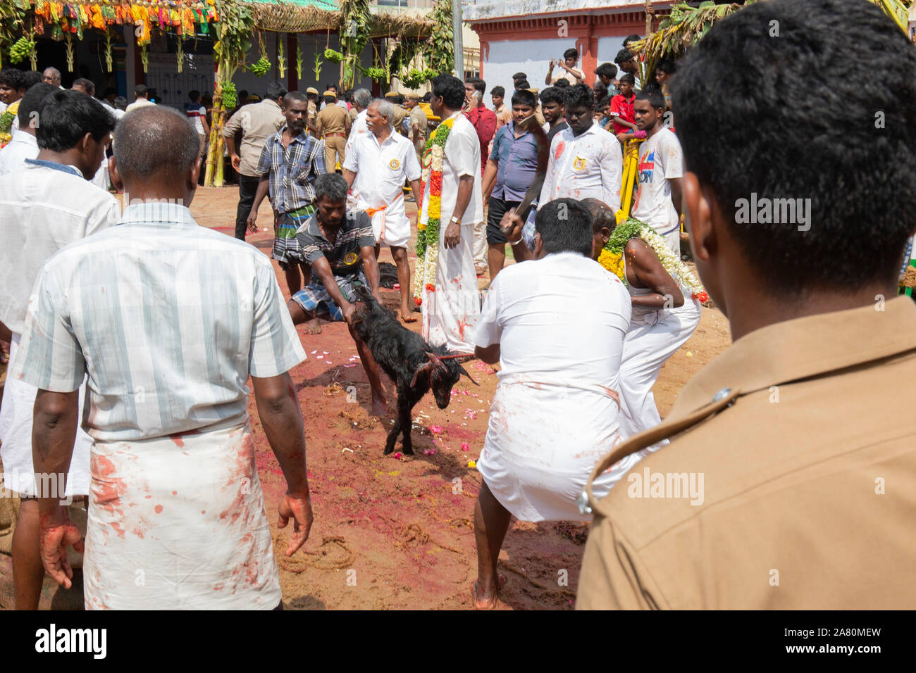 Anhänger Opfern eine Ziege während Kutti Kudithal Festival in Trichy, Tamil Nadu, Indien Stockfoto