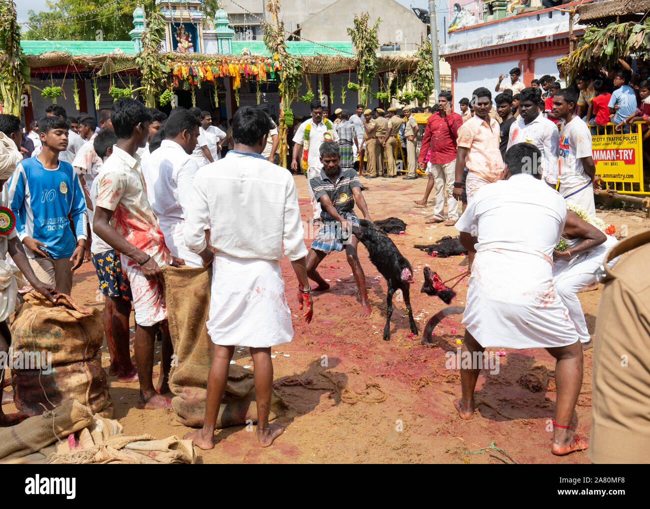 Anhänger Opfern eine Ziege während Kutti Kudithal Festival in Trichy, Tamil Nadu, Indien Stockfoto