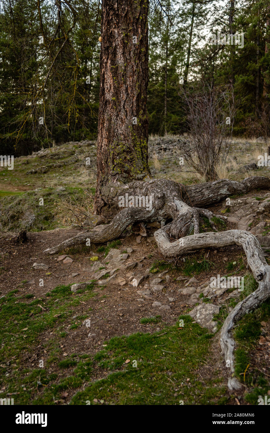 Twisted Pine Tree Wurzeln Stockfoto