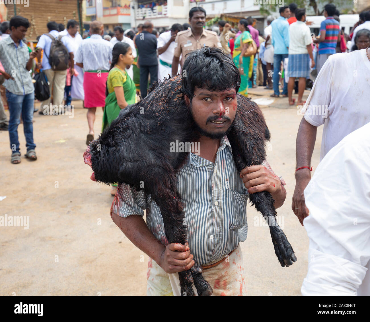 Der Mensch seine Ziege geopfert am Kutti Kudithal Festival in Trichy, Tamil Nadu, Indien, Stockfoto