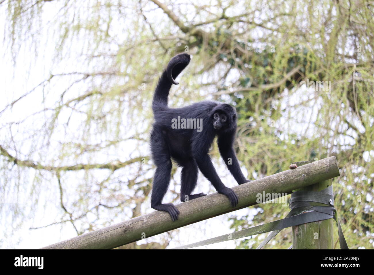 Weiblichen kolumbianischen Klammeraffen, Valentine (Ateles fusciceps rufiventris) Stockfoto
