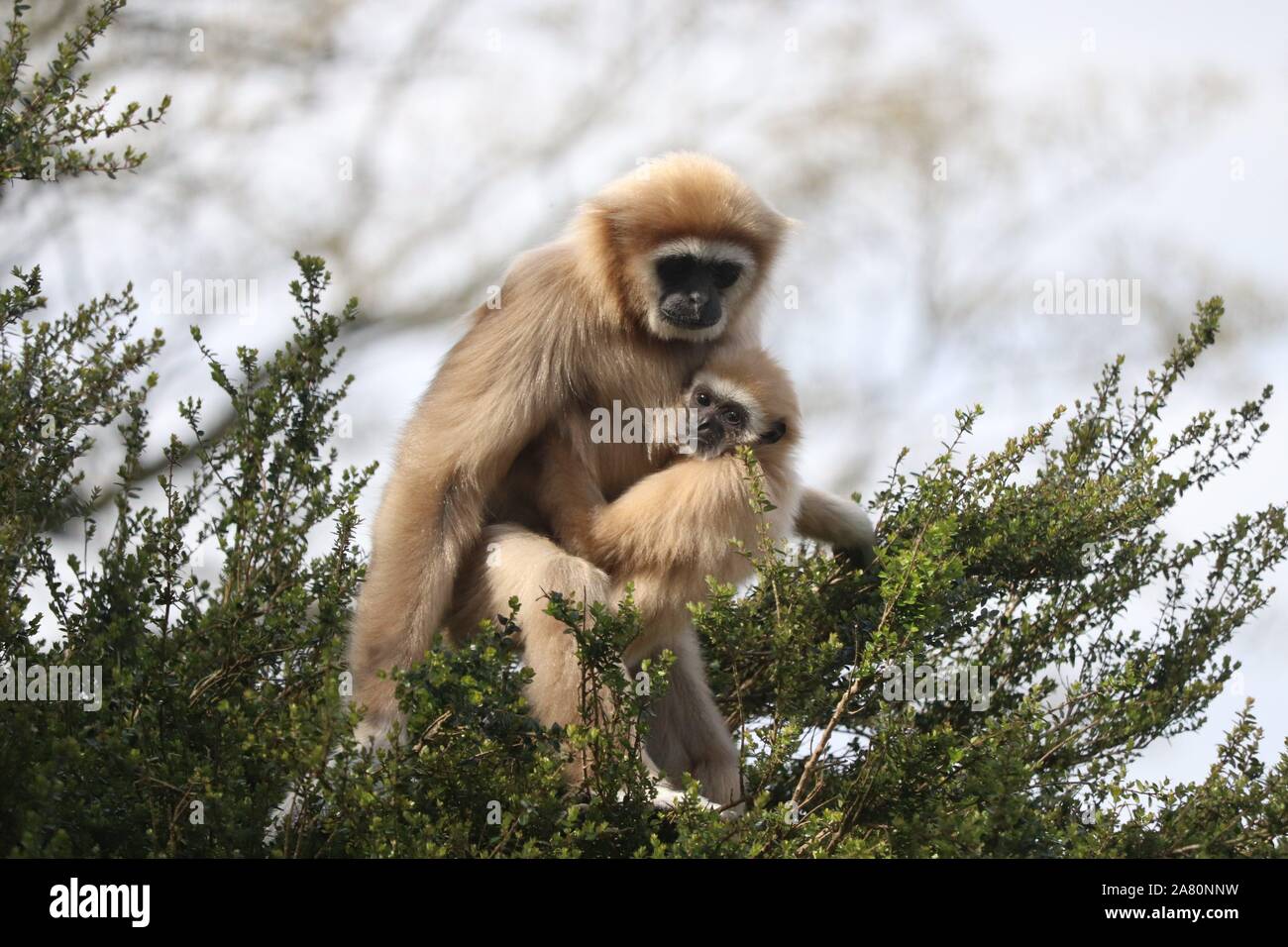 Weibliche Lar Gibbon, Meo mit Baby Gary (Hylobates lar) Stockfoto