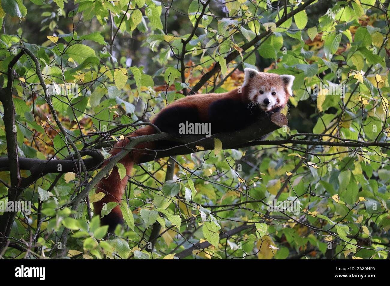 Männlich Roten Panda, Gawa (Ailurus fulgens) Stockfoto