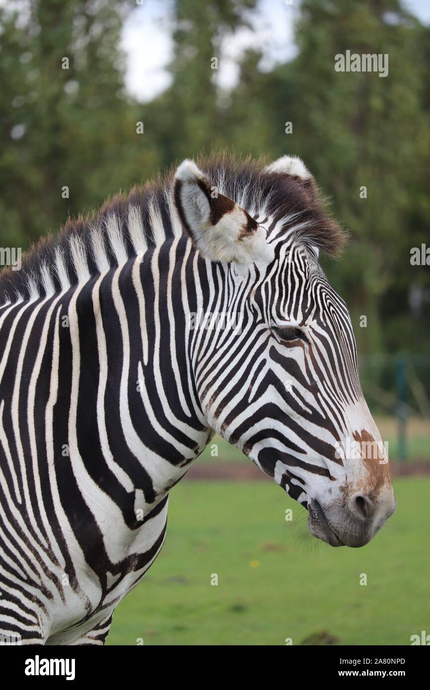 Weibliche Grévys Zebra Equus grevyi) Stockfoto