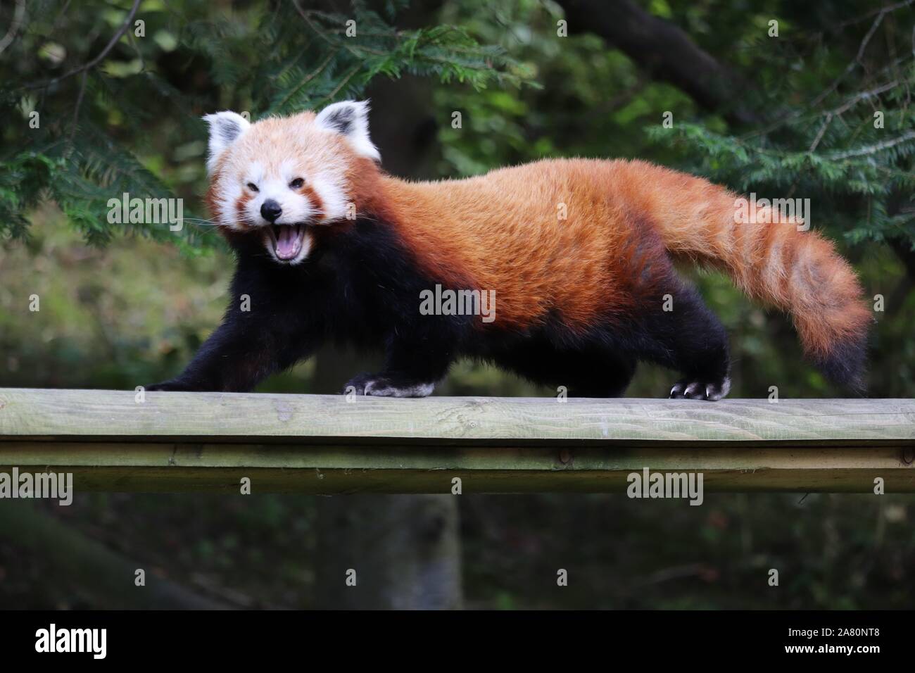 Buchse, Rot, Panda, Yasmin (Ailurus fulgens) Stockfoto