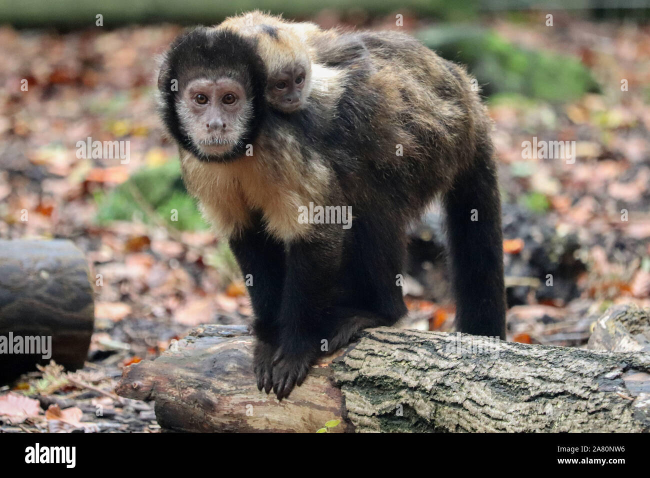 Kapuziner yellow-breasted Mama, Dinya & Baby (Sapajus xanthosternos) Stockfoto