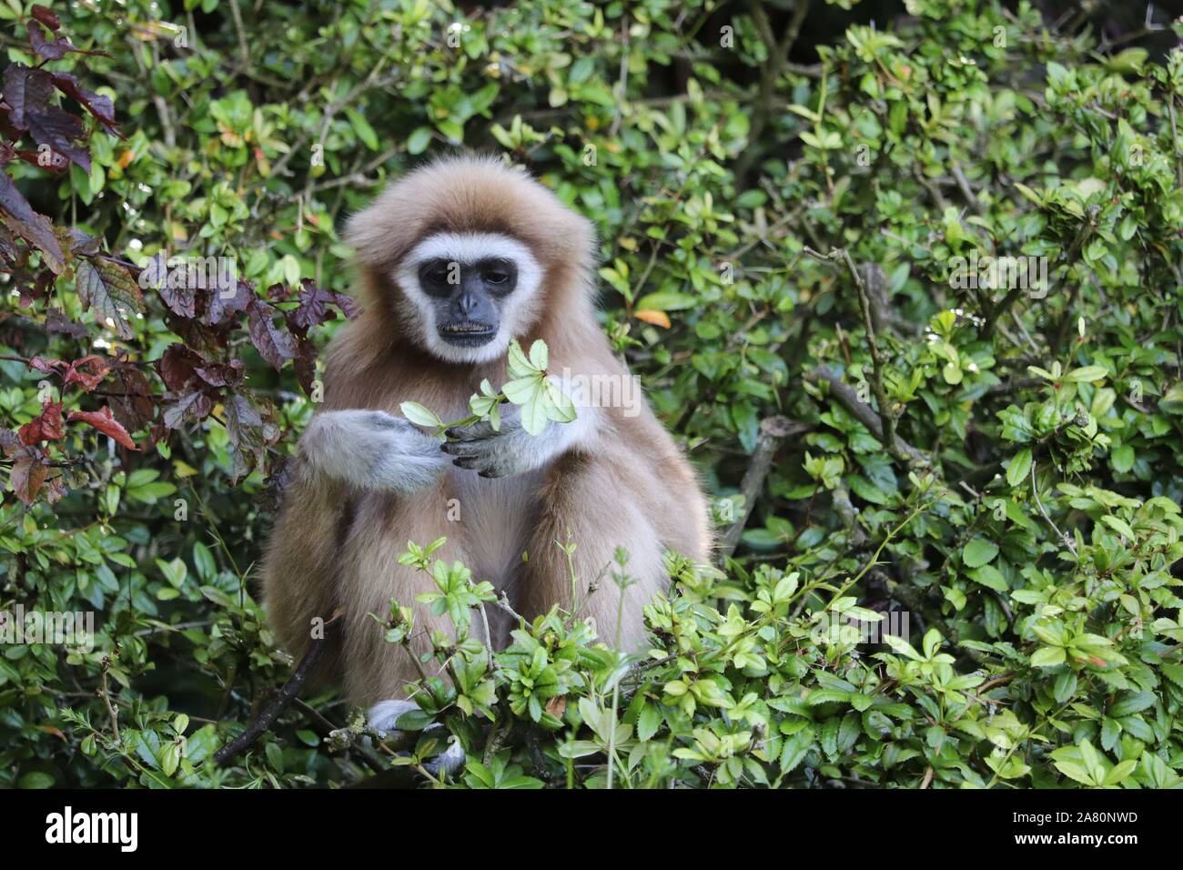 Weibliche Lar Gibbon, Penny (Hylobates lar) Stockfoto