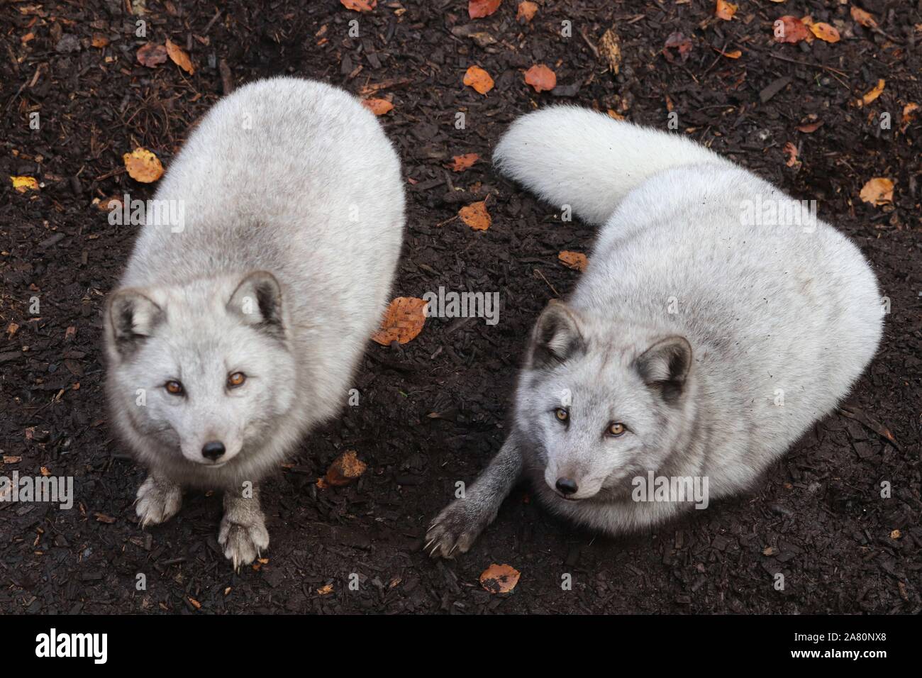 Weisse Fuchse Stockfotos Und Bilder Kaufen Alamy