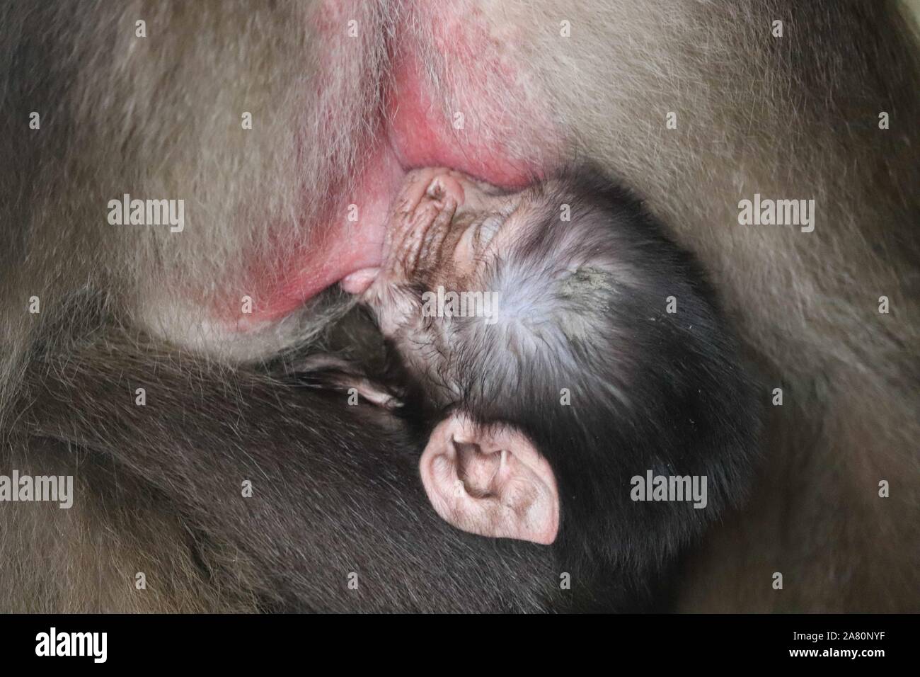 Baby männlich Gelada baboon (Theropithecus gelada) Stockfoto