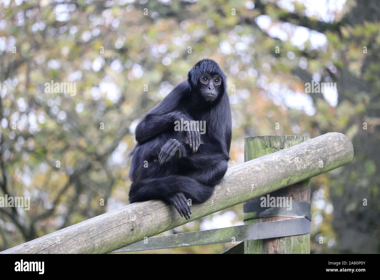 Männliche kolumbianischen Klammeraffen, Charlie (Ateles fusciceps rufiventris) Stockfoto