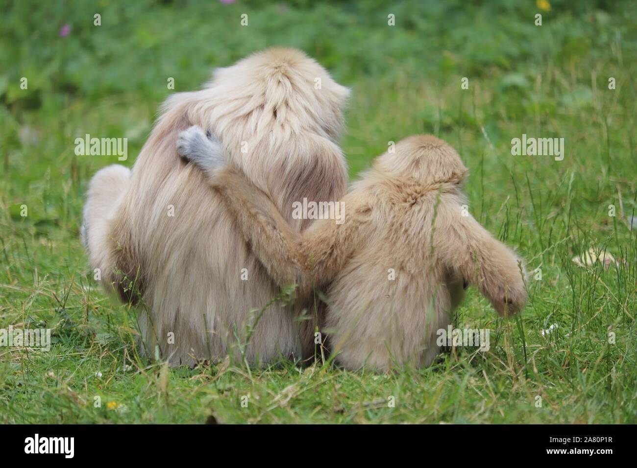 Weibliche Lar Gibbon, Meo durch Sohn umfaßt wird, Gary (Hylobates lar) Stockfoto