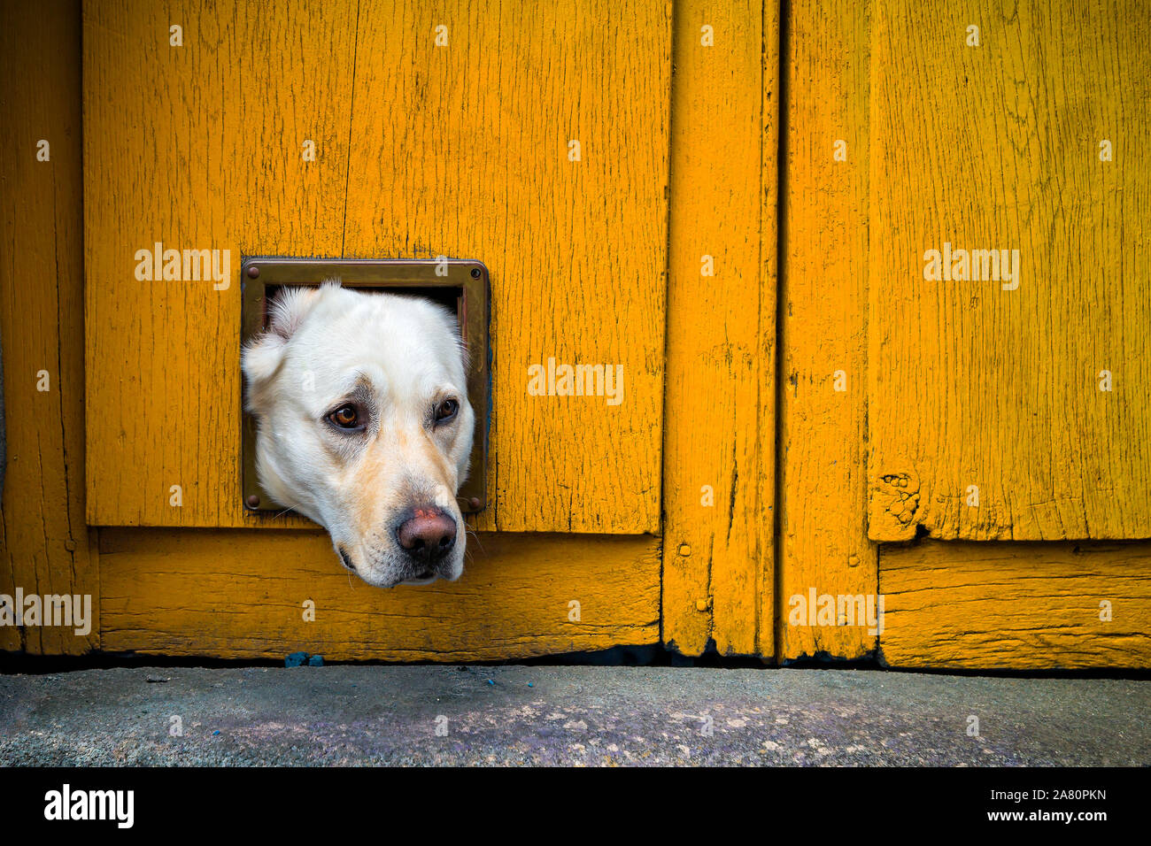 Leiter der Labrador Hund klemmt durch die Katzenklappe in gelb Holztür Stockfoto