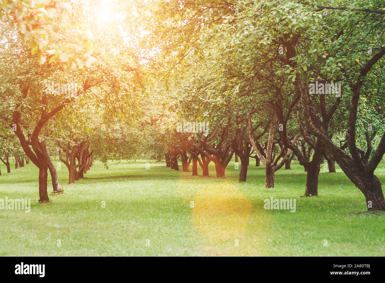 Gerade Zeilen von Obstbäumen im Garten - Perspektive Stockfoto