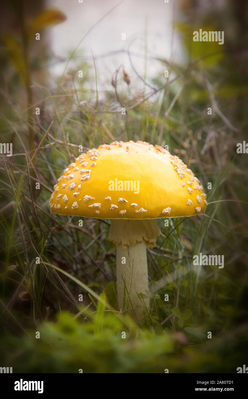 Gelb fly agaric Pilz im Herbst Wald Laub Stockfoto