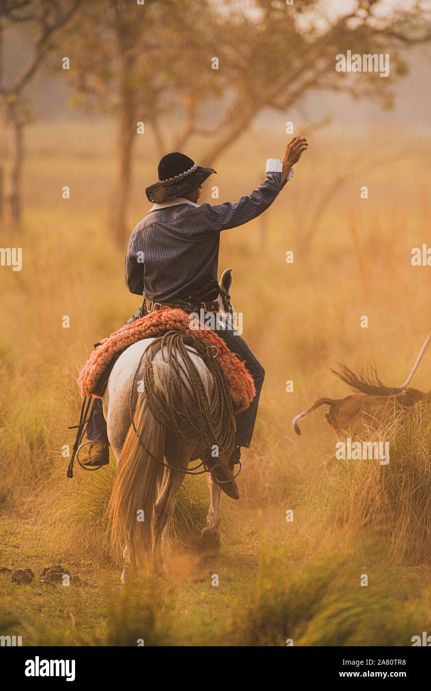Eine pantaneiro (Cowboy aus dem Pantanal) ein Pferd reiten Stockfoto