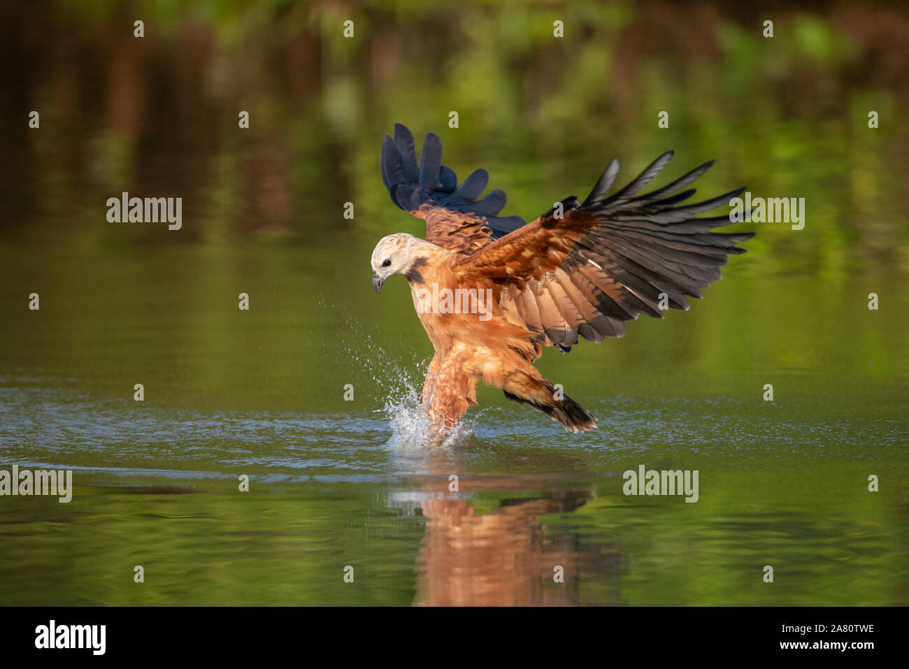 Ein Black-collared Hawk (Busarellus nigricollis) Fische fangen im Pantanal Stockfoto