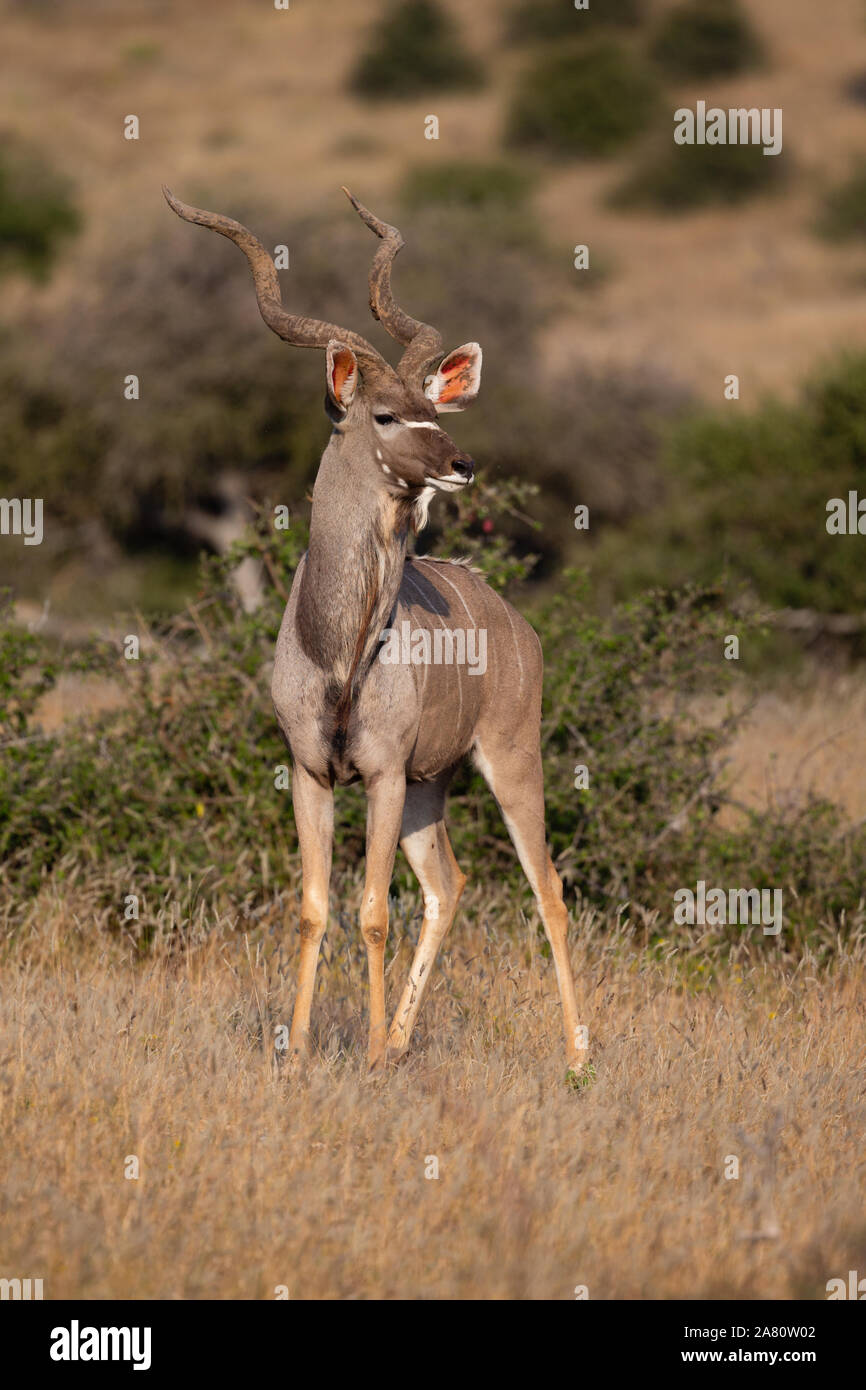 Kudu Stier (taurotragus Oryx) stehend, Mashatu Game Reserve, Botswana Stockfoto