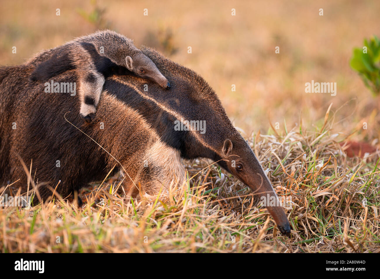 Ein großer Ameisenbär mit einem Baby auf dem Rücken, die in Brasilien Stockfoto