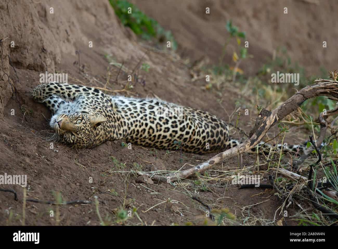 Weibliche Leopard (Panthera pardus) Festlegung auf ihrer Seite rückwärts suchen, Mashatu Game Reserve, Botswana Stockfoto