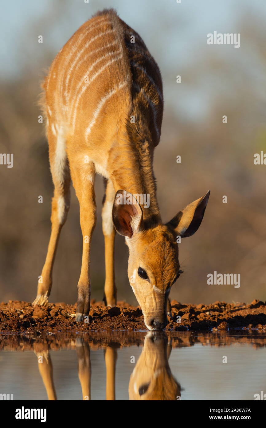 Kuh Nyala (Tragelaphus angasii) trinken mit Reflexion, karongwe Game Reserve, Limpopo, Südafrika Stockfoto