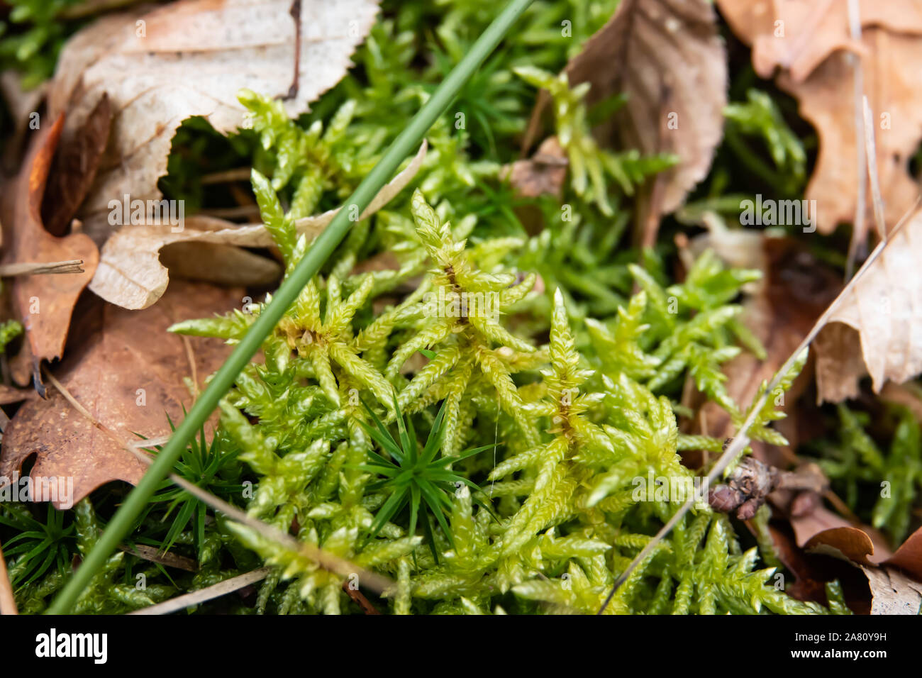 Red stammte Feathermoss im Winter Stockfoto