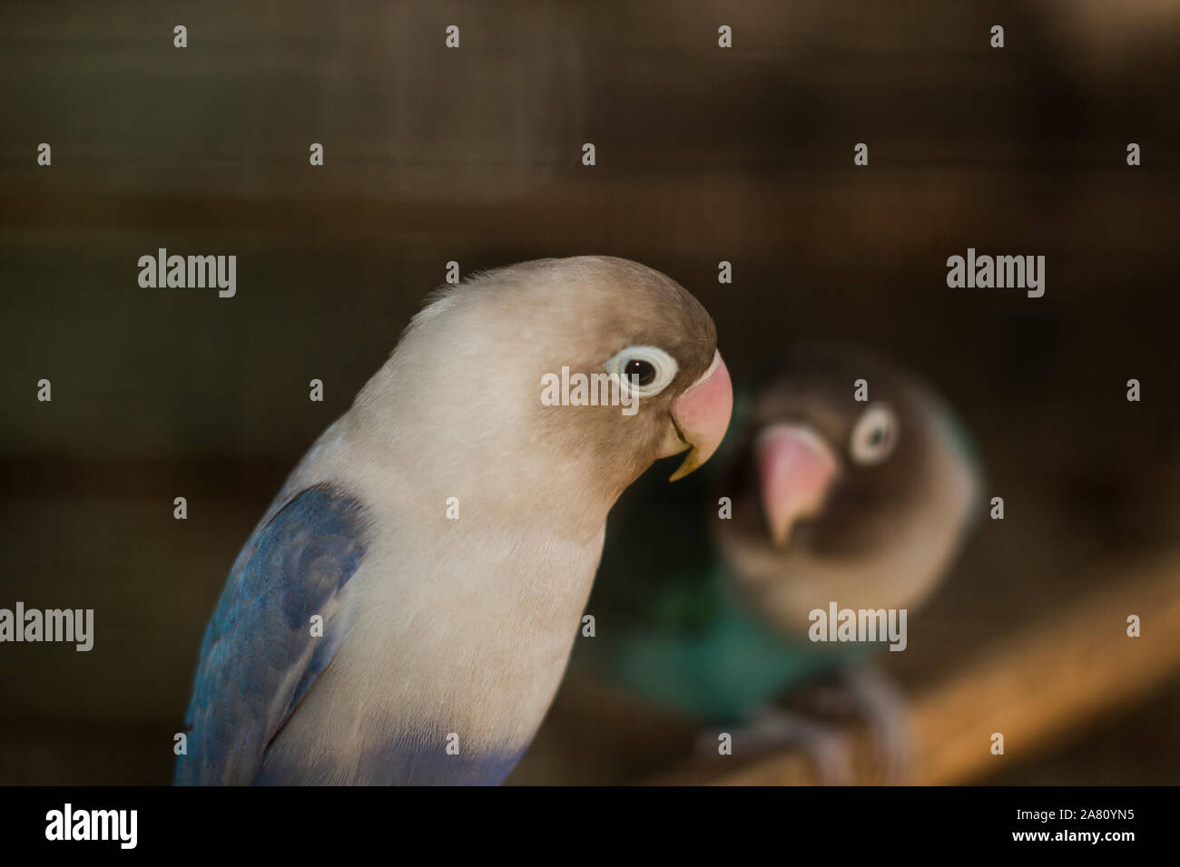 Ein blauer Lovebird Stockfoto