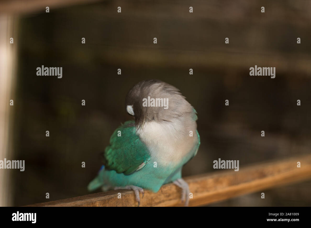 Ein grüner Lovebird Stockfoto