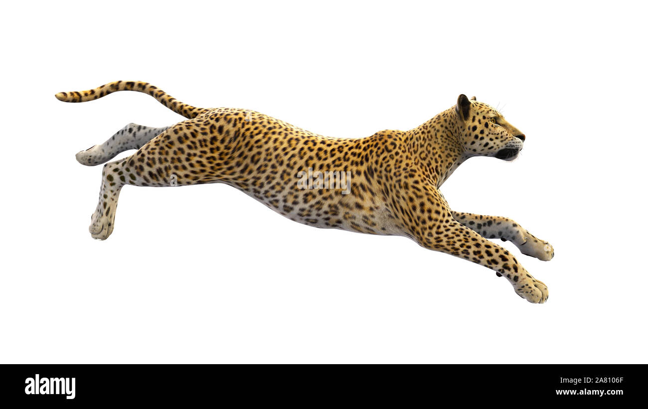 Leopard läuft, wildes Tier auf weißem Hintergrund Stockfoto
