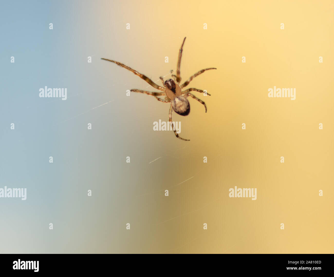 Spider auf der Leinwand wartet auf Beute. unscharfen Hintergrund Stockfoto