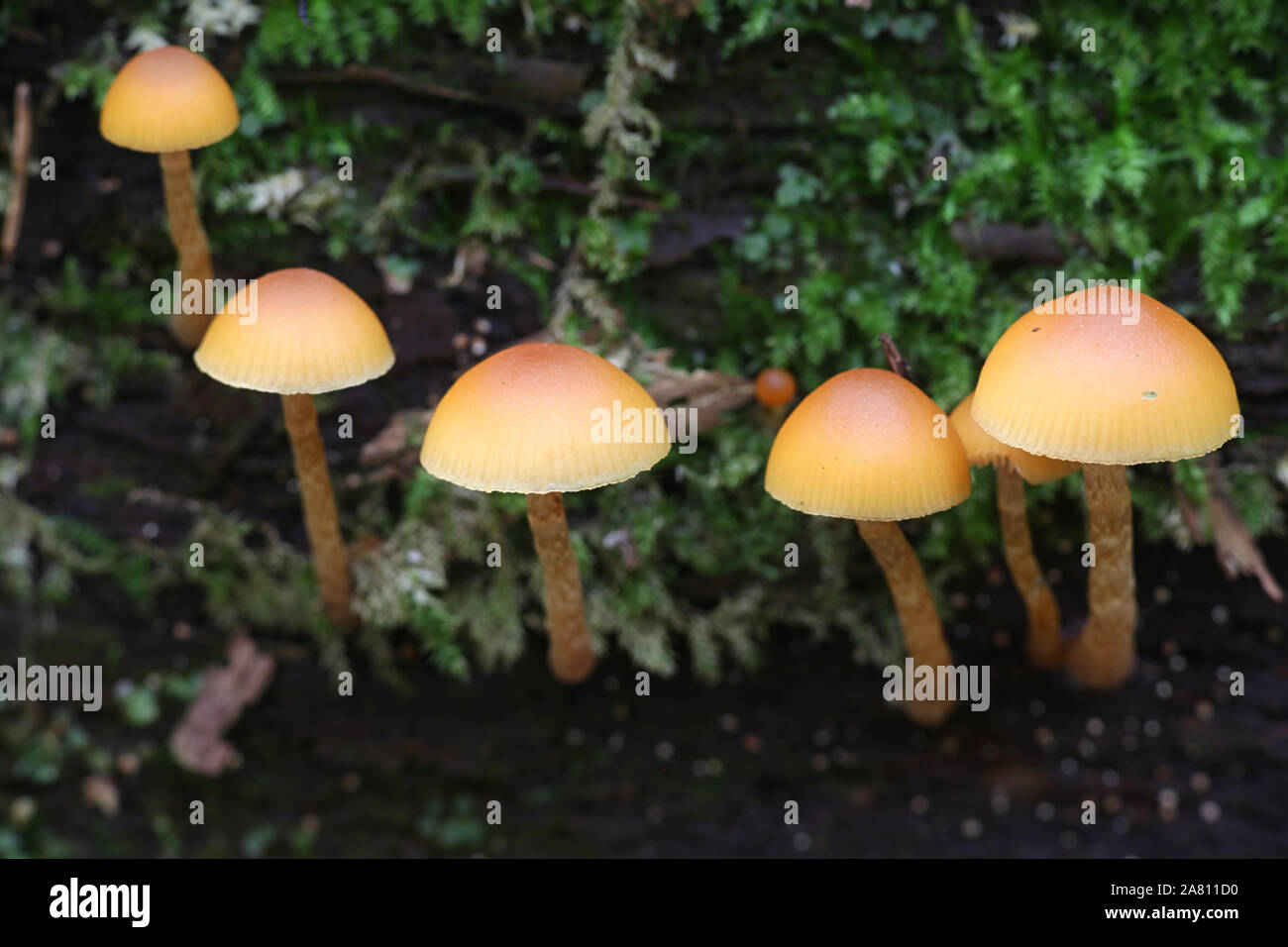 Galerina marginata, bekannt als die Beerdigung Bell Pilz oder tödliche Galerina, eine tödliche giftige Pilze aus Finnland Stockfoto