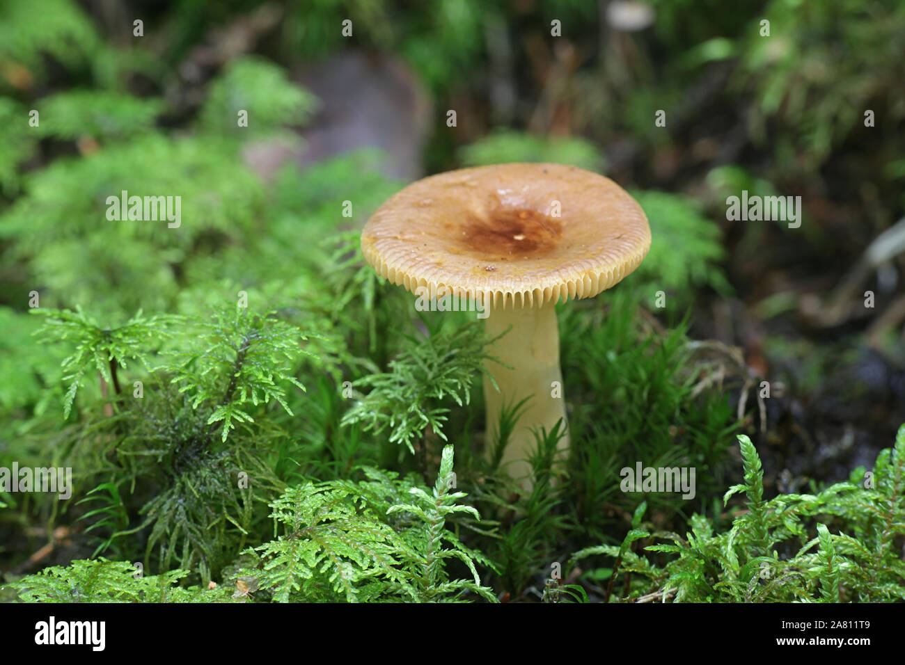 Psathyrella nauseosa, wie übel Brittlegill, wilde Pilze aus Finnland bekannt Stockfoto
