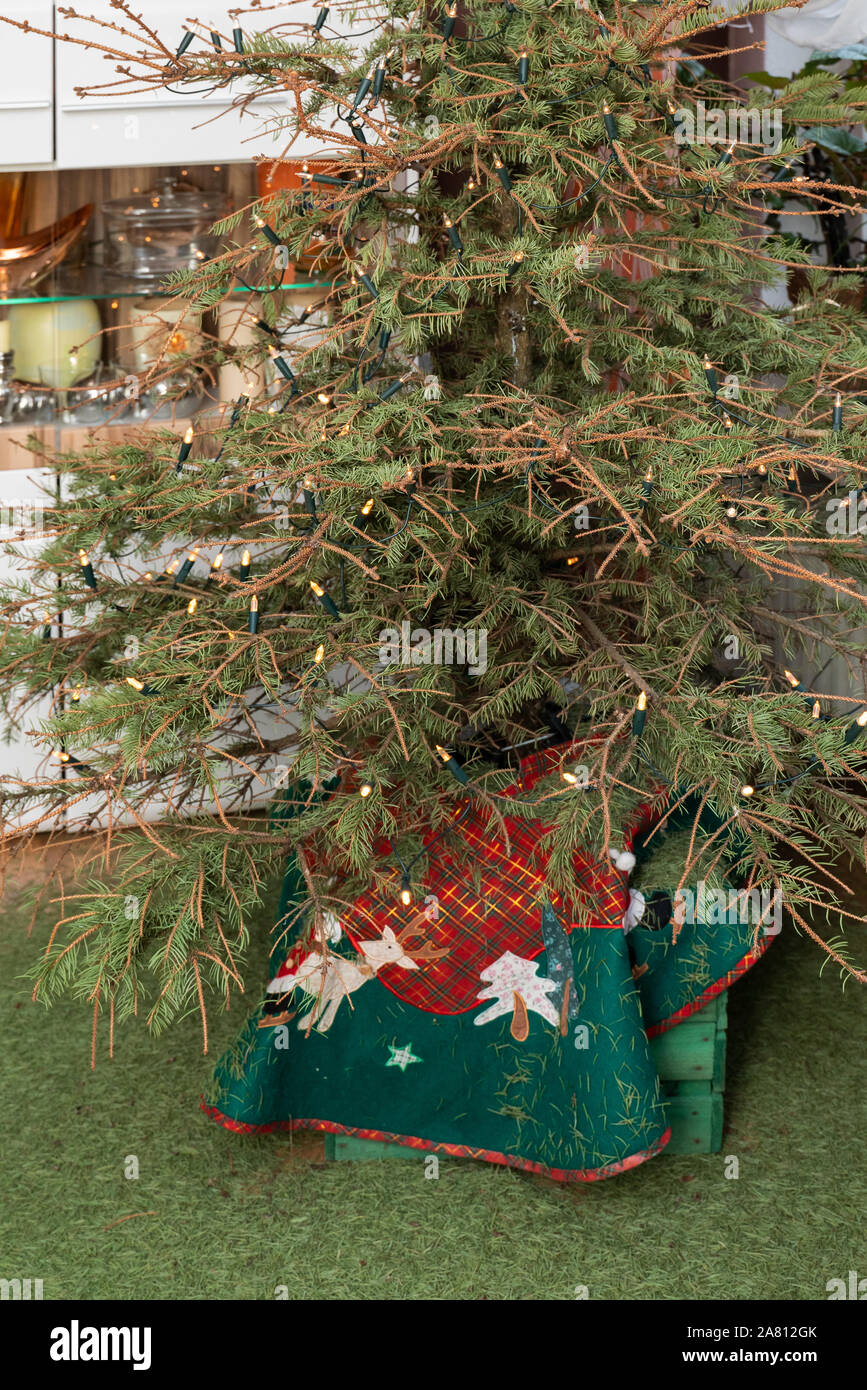 Weihnachten ist vorbei, die echten Weihnachtsbaum können die Zweige hängen. Die Nadeln befinden sich auf der Etage. Zeit für Neues. Stockfoto