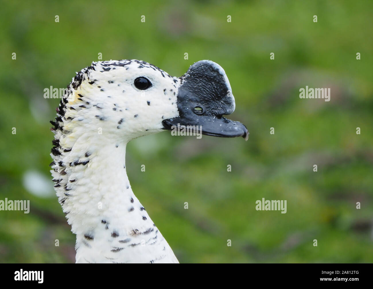 Portrait von Knopf in Rechnung gestellt wird, oder Afrikanische kamm Sarkidiornis melanotos Ente ein Eingeborener von Afrika südlich der Sahara mit außergewöhnlichen Rechnung in Slimbridge UK Stockfoto