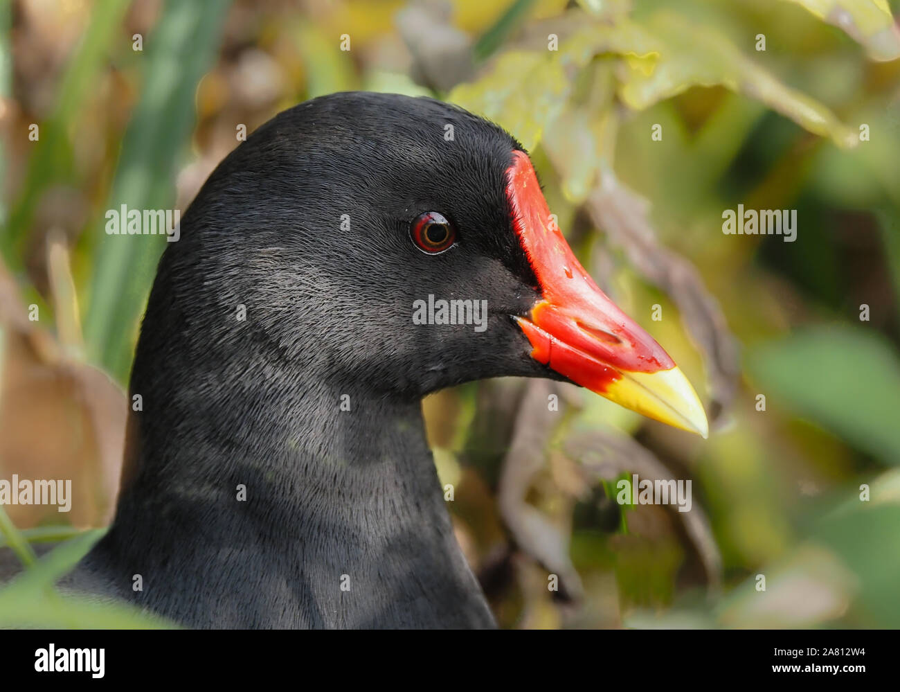 Bunter Kopf eines Moorhen Gallinula Chloropus mit wachsartigen roten Rechnungen, die in gelbe und rote Augen getaucht sind - Gloucestershire UK Stockfoto
