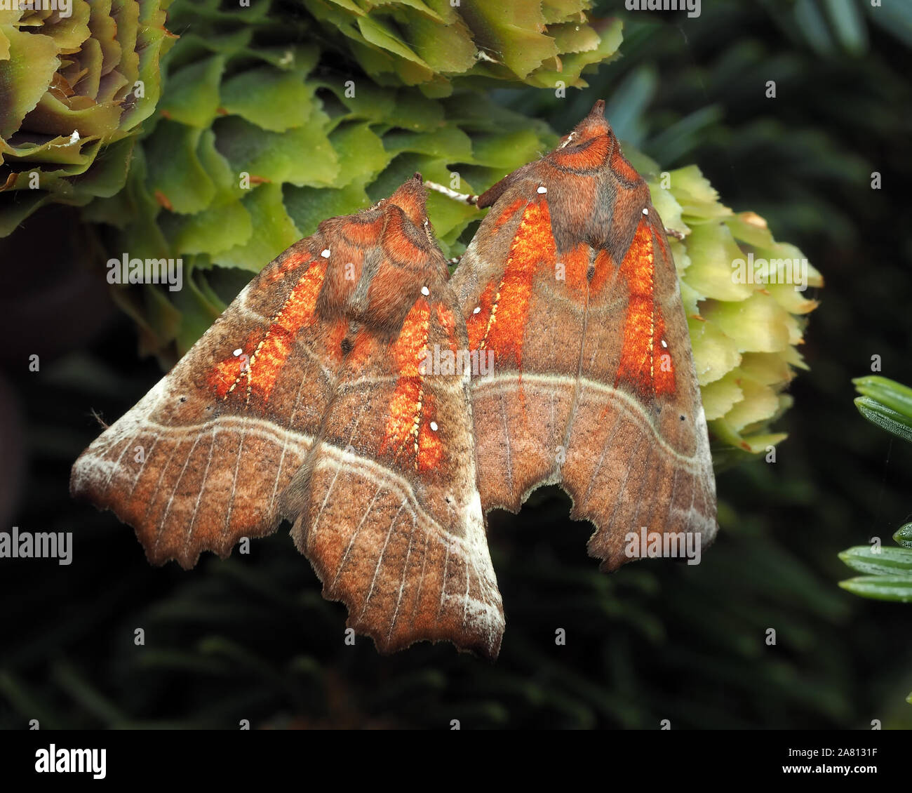 Zwei Herald Motten (Scoliopteryx libatrix) auf nadelbaumbaum Kegel thront. Tipperary, Irland Stockfoto