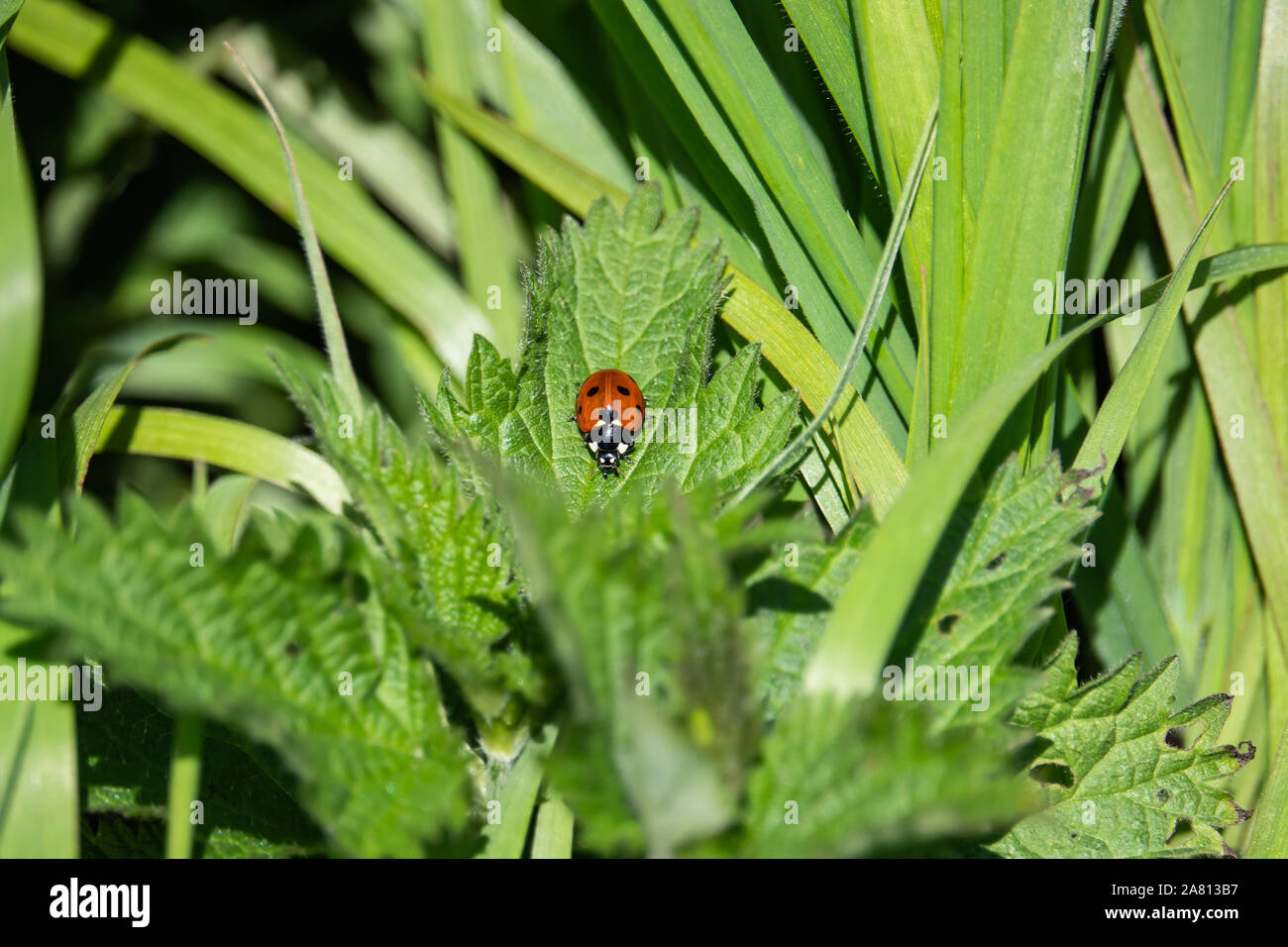 Sieben beschmutzt Dame Käfer auf Blatt im Frühling Stockfoto