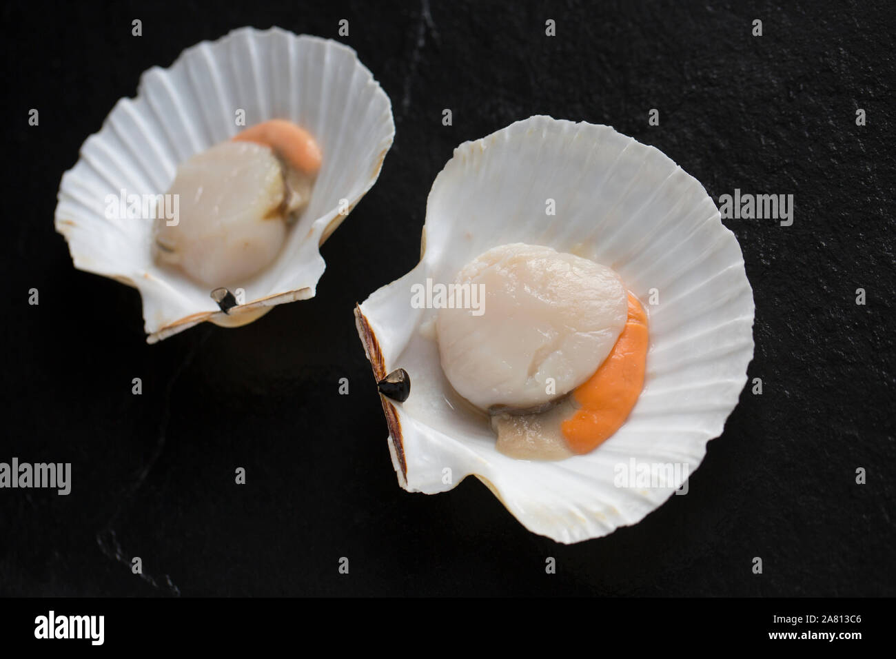 Zwei rohe, ungekochte König, oder Große Jakobsmuscheln, Pecten maximus, in Ihrer Shell fotografiert auf dunklem Schiefer Hintergrund. England UK GB Stockfoto