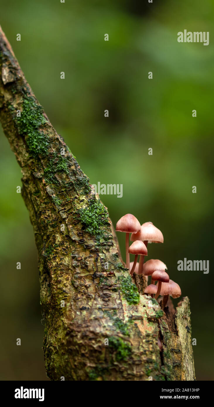 Schwefel Büschel Pilze oder Hypholoma Fasciculare oder Cluster woodlover wächst auf einem alten Toten faulenden Baum in Englisch Woodland Stockfoto