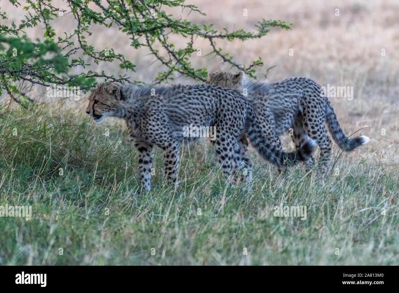 Cheetah Cubs spielen Miteinander unter Bush in Masai Mara National Reserve Kenia Stockfoto