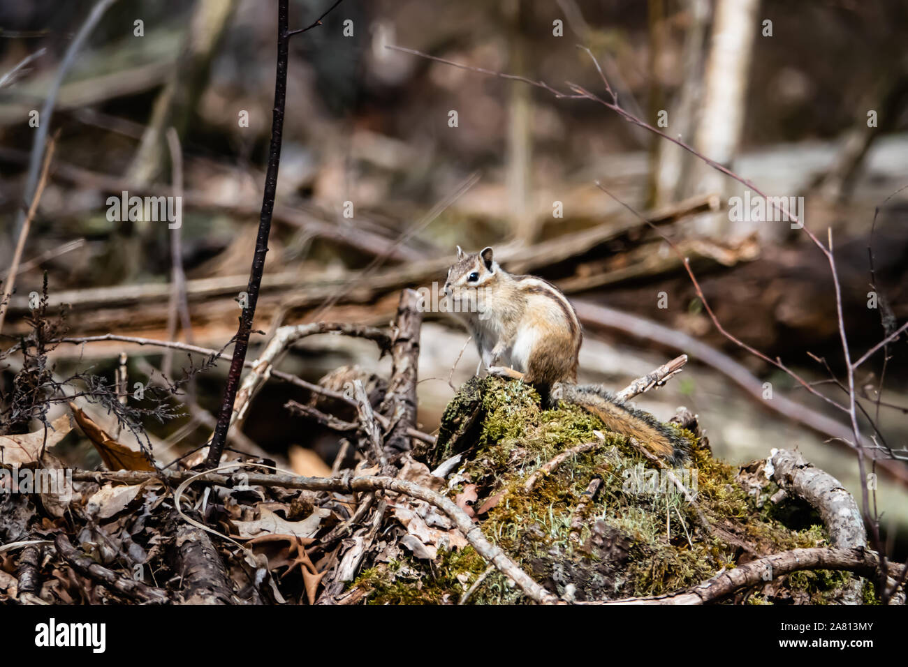 Sibirische Streifenhörnchen im Frühling Stockfoto