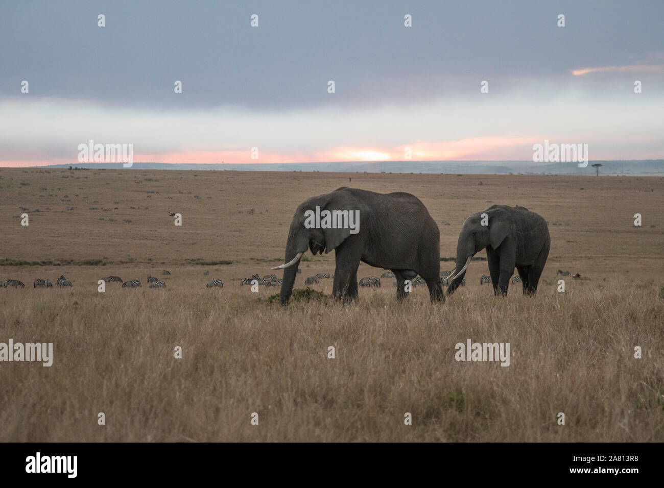 Afrikanischen Busch Elefanten füttern auf Gräsern bei Sonnenuntergang in Masai Mara Reserve, Kenia Stockfoto