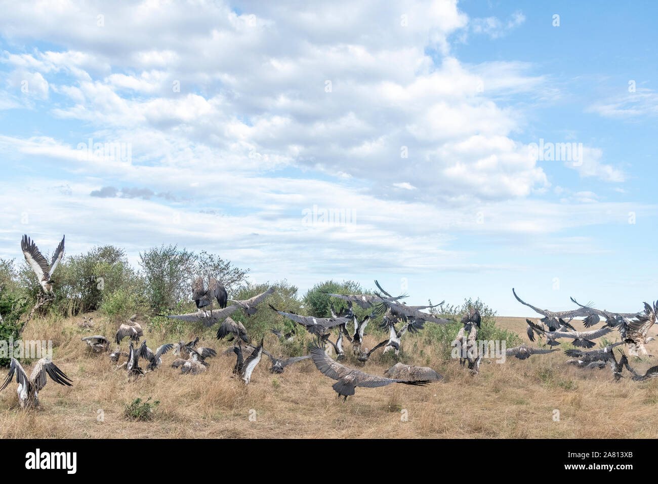 Geier in und wartet tote Tier von einem Geparden in Masai Mara Reserve gejagt zu fliegen der Spülpumpe Stockfoto