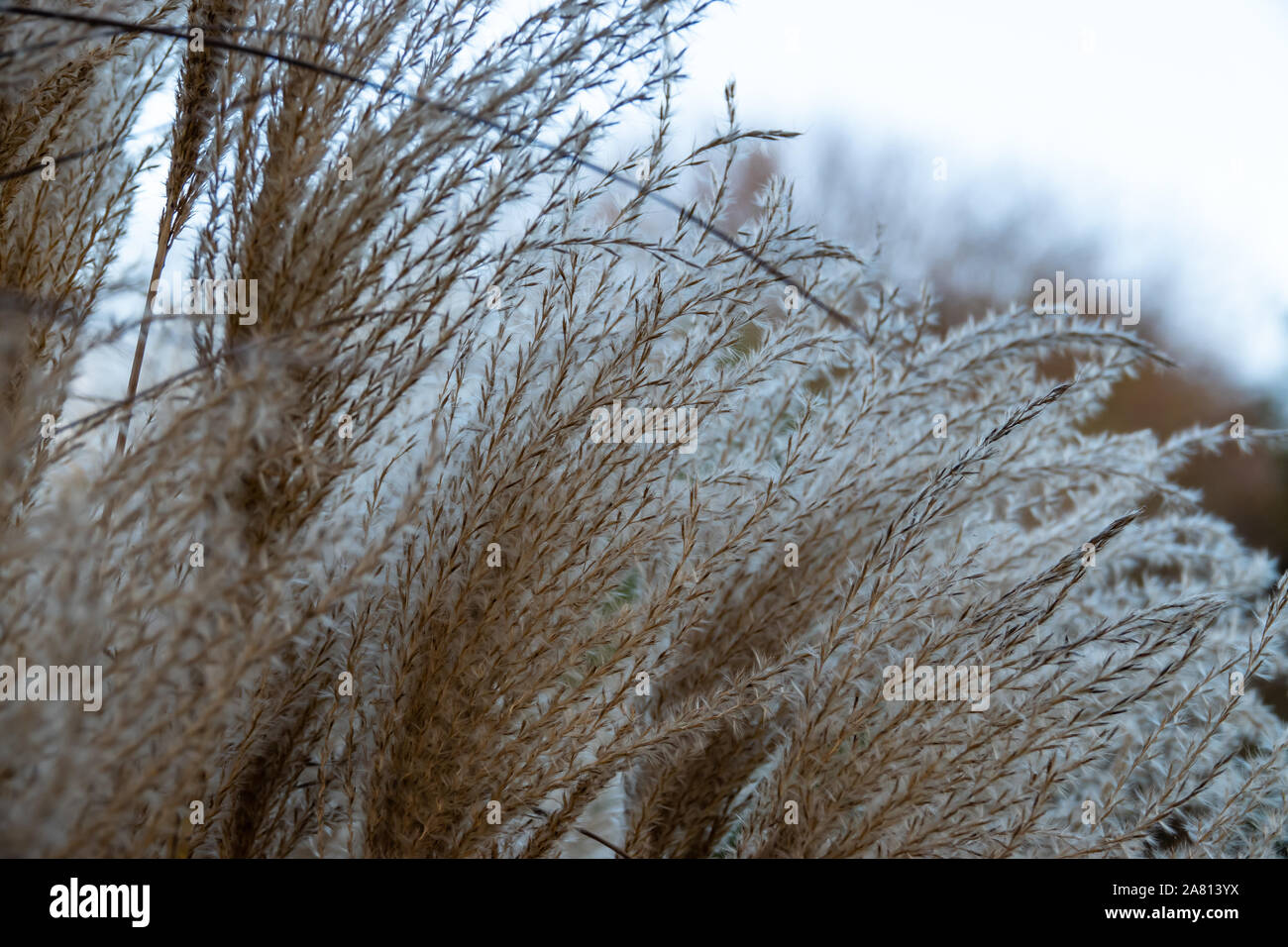 Silvergrass Blütenstand Blüte im Herbst Stockfoto