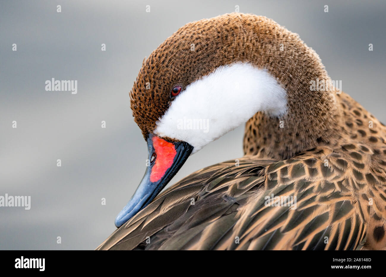 Weiß ist oder Bahama pintail duck Anas bahamensis Putzen - slimbridge Gloucestershire Stockfoto