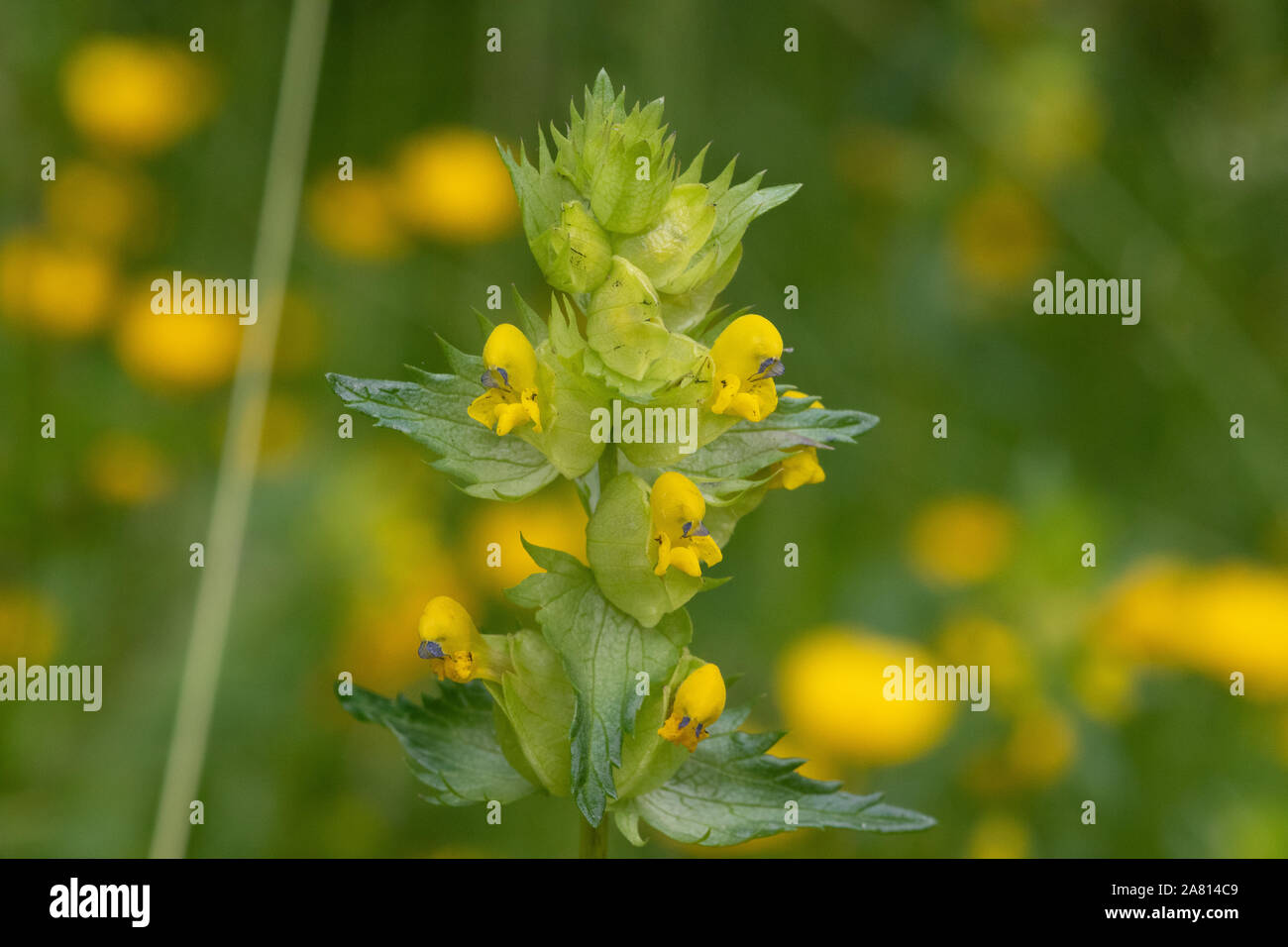 Nahaufnahme von einem gelben rattle Anlage (rhinanthus) in voller Blüte Stockfoto