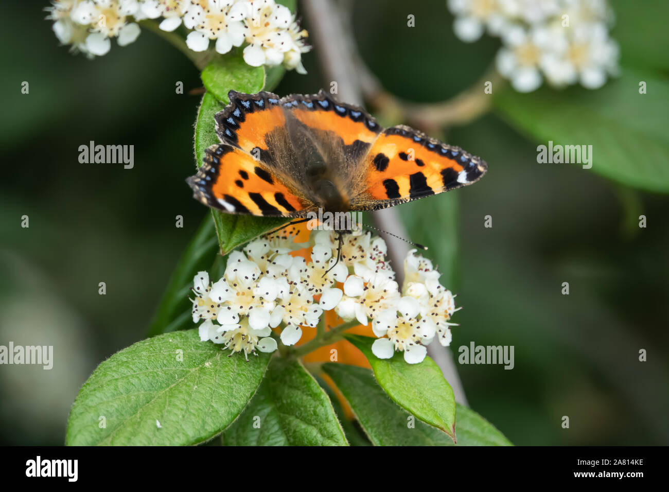 Kleiner Fuchs Schmetterling auf Cotoneaster Blumen im Frühling Stockfoto
