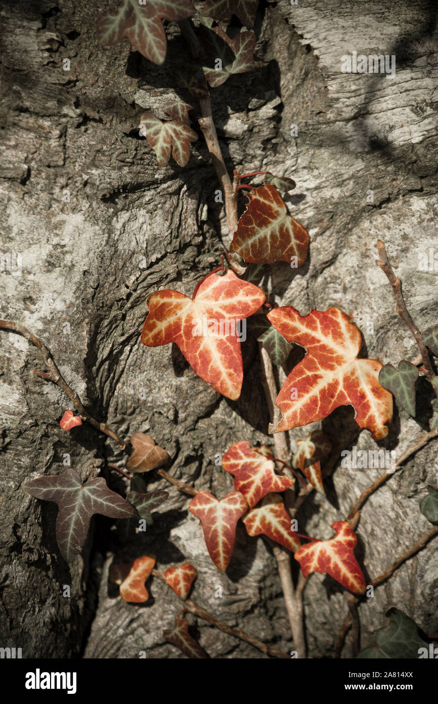 Gemeinsame Efeu, Hedera helix, wächst der Stamm von einer Buche im November. Die Blätter sind hier gesehen, rötlich in Farbe gedreht. Hintergrund desat Stockfoto