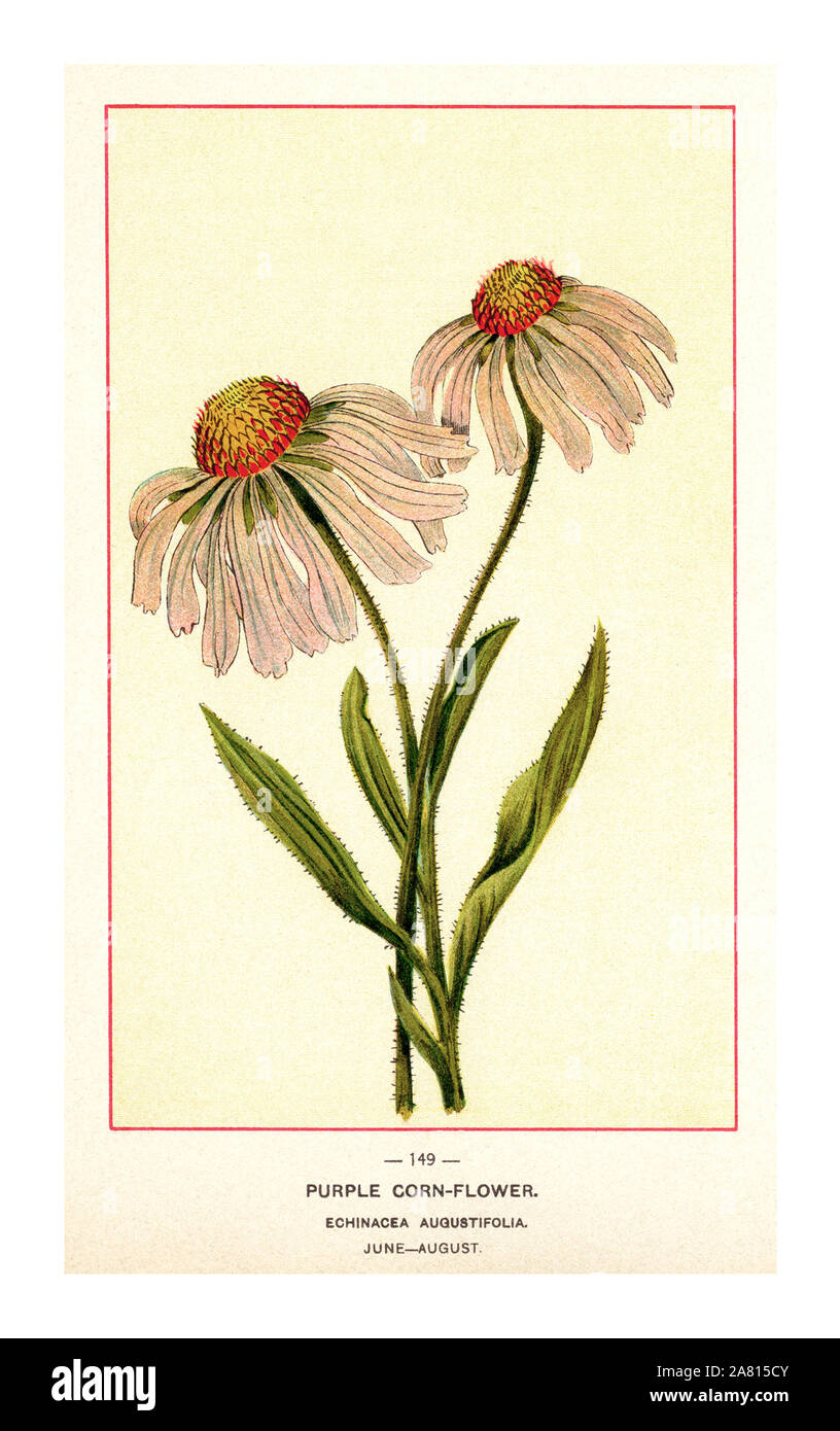 Vintage botanische Echinacea agustifolia USA American 1890 's Purple Corn-Flower Echinacea agustifolia Juni-August Gartenbau Lithographie Illustration von Wild Flowers of America, veröffentlicht 17. Juli 1894. Stockfoto