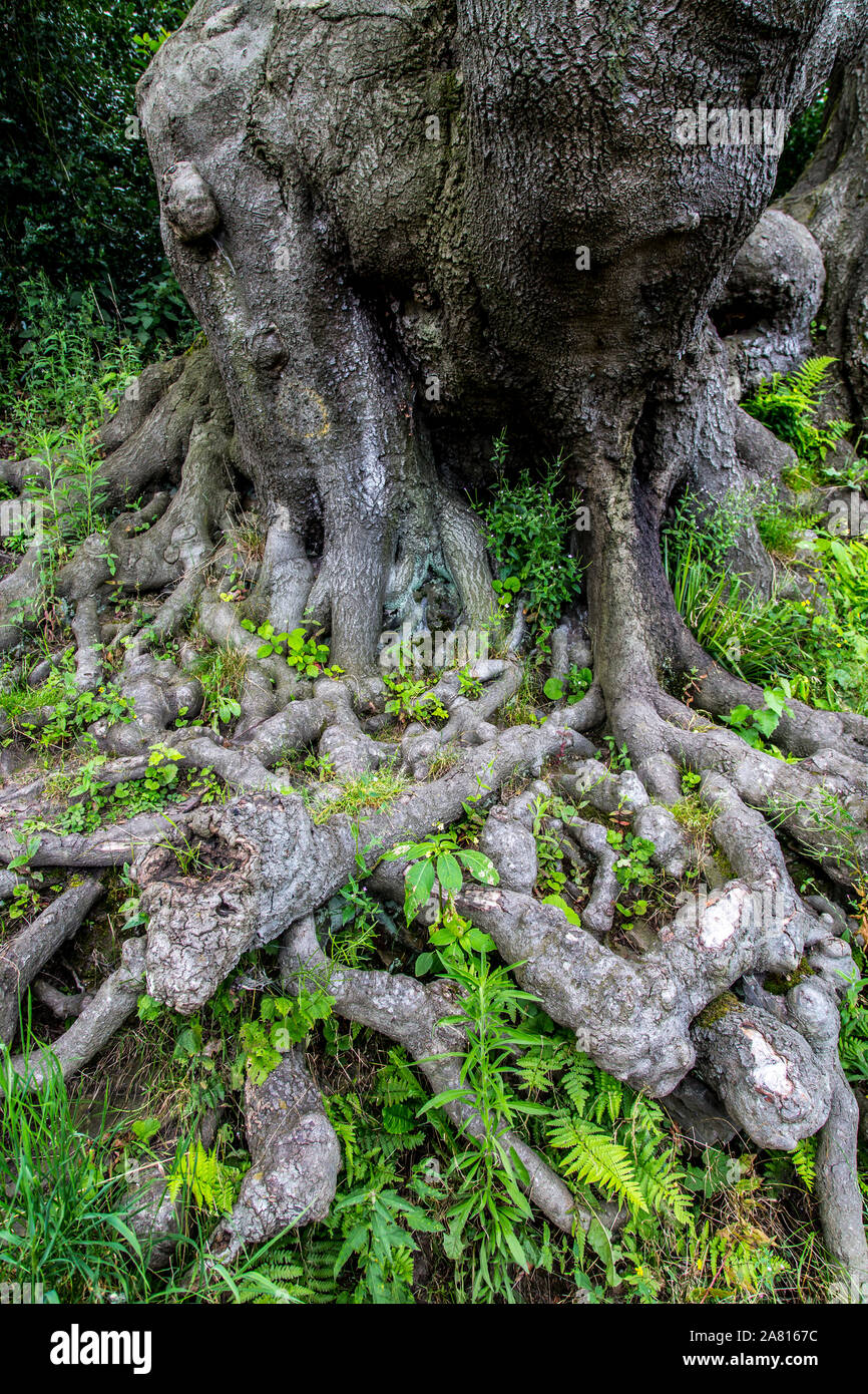 Root-Struktur eines Baumes, Stockfoto