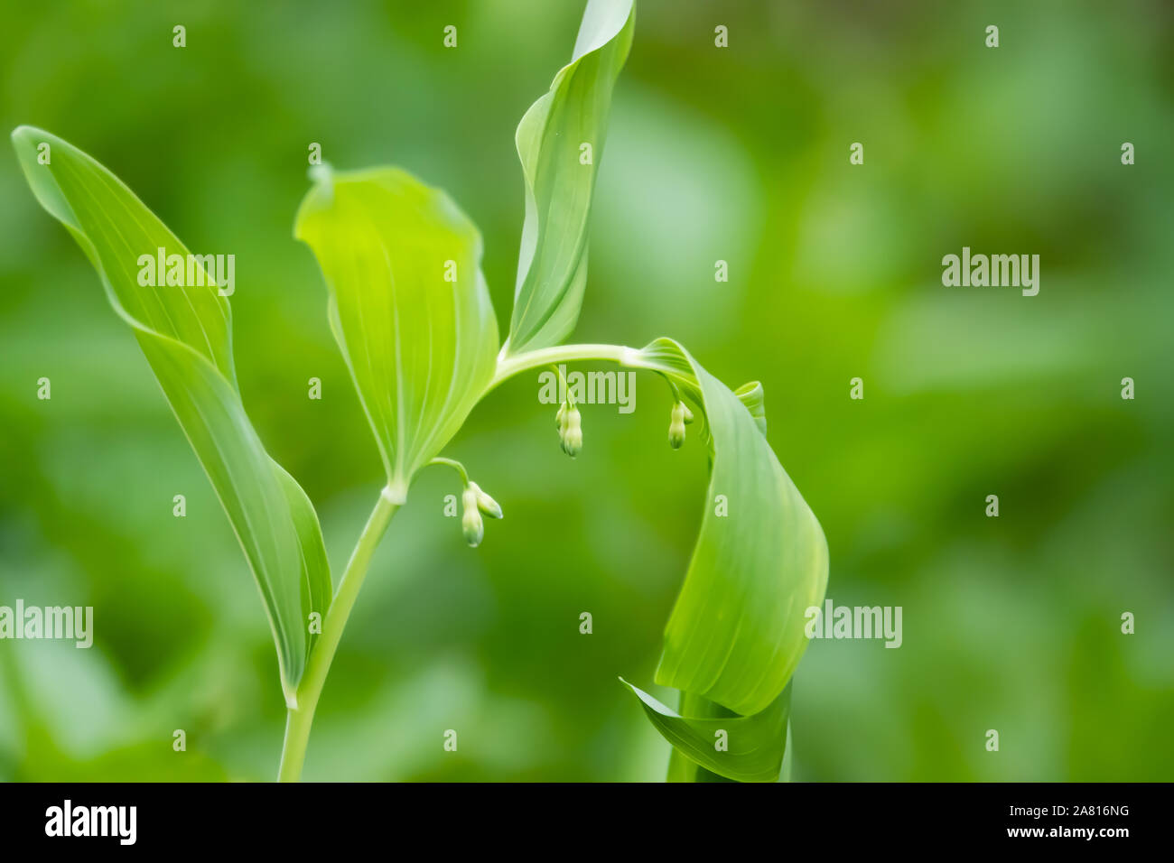 Salomos Siegel Blumen im Frühling Stockfoto